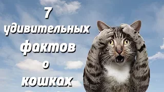 Слайд-шоу «7 удивительных фактов о кошках»
