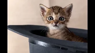 Милые котята | Подборка видео приколов про смешных котят (Часть 2)