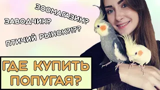 Где купить попугая?