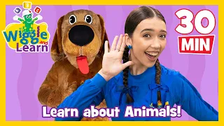 Wiggle and Learn - Animals! 🐄 Educational Video for Toddlers 🐒 Kids Preschool Songs 🐔 The Wiggles