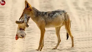 Jackal Attacks and Takes Down Its Prey in Blink of an Eye