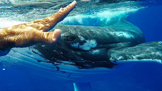 A Whale Saved My Life | Close Encounters | BBC Studios