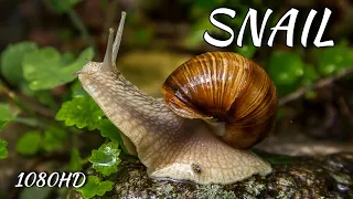 Scene Revealing the Snail's Body 🫣