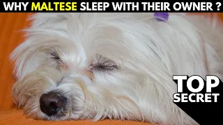 Why Does Maltese Sleep With Their Owner ? Secret Revealed