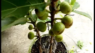 Crafting a fig tree for bonsai / Grow fig tree at home