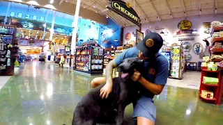 5mo Blue Bay Shepherd/ Wolf Dog "Midnight" | Obedience Training