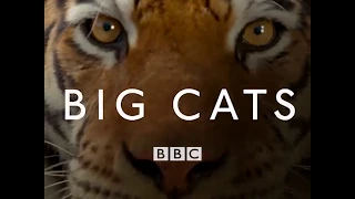 MUST WATCH: This is the world's DEADLIEST cat BBC Big Cats