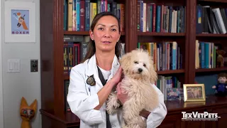 The Importance of Vaccinations For Pets