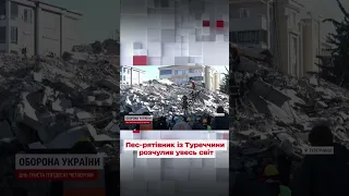 💔 Порізав усі лапи, але пошуків не припинив! Світ розчулив пес-рятівник із Туреччини