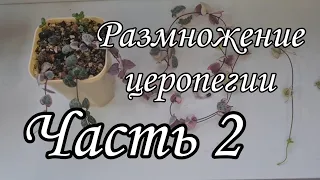 Церопегия вуда. Ceropegia woodii - размножение черенками