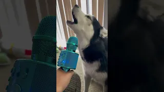 Husky autotune rockstar singer 😂