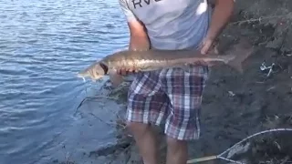 Рыбалка Ловля Осетра Fishing Sturgeon