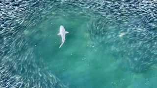 Hamptons Drone Captures Shark Hunting, Attacking & Feeding