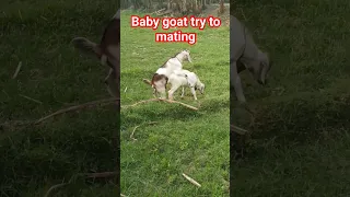 Cute Baby Goat, Try To Mating #animals #foryou #shorts