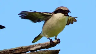 Loggerhead Shrike