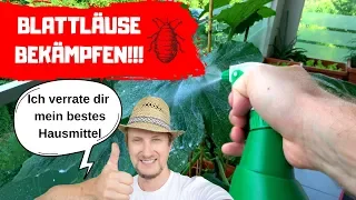 Blattläuse bekämpfen - Das beste Hausmittel das ich kenne! 🔴