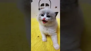 OMG! So Adorable Cute Cats 😻 Best Funny Cat Videos 2021 #101