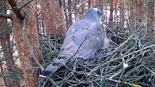 RMK Kanakullikaamera (Accipiter gentilis)~Alla is laying her first egg~7:43 AM 2022/03/27