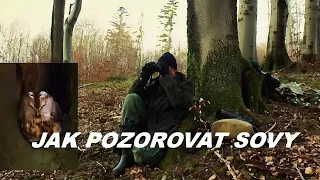 Puštík Obecný - Pozorování Sov na Jaře