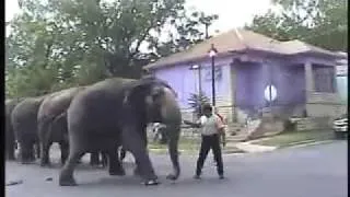 Elephants get the wrong end of the Bullhook a Training Tragedy