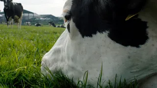 Cow new clip official from Cannes Film Festival 2021 - 2/2