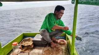 MANCING KERAPU// umpan hidup turun langsung di hajar ikan besar berkali kali