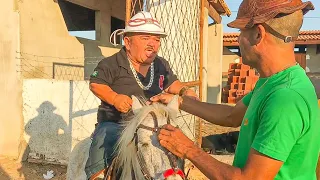 PÔNEI DESEMBESTA E PILILIU SE DESESPERA NO HARAS EDYR VAQUEIRO