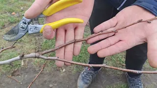 Детальна обрізка молодої Груші