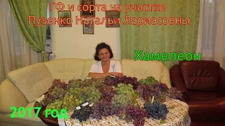 Хамелеон- виноград очень раннего срока созревания (Пузенко Наталья Лариасовна)