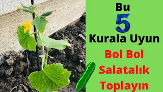 All Tips to Grow Cucumbers in the Garden and in Pots / Cucumber seedlings  Seedling Planting Garden