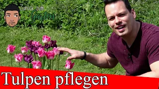 Tulpen pflegen nach der Blüte   vermehren, düngen und schneiden