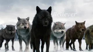 Twilight wolves ~ Believer