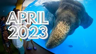 KHAO KHEOW OPEN ZOO PATTAYA THAILAND APRIL 2023