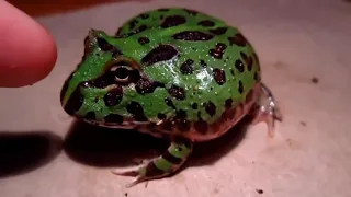 Cute Frog Biting Finger