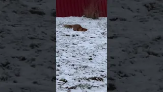 охота лисы зимой на мышей в Стокгольме/fox hunting for mice in Stockholm