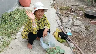 cả  nhà  cùng  mình đi hái búp  sen  và  nấu  chè  hạt  sen