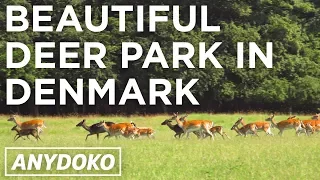 Denmark's Beautiful Deer Park in Dyrehaven