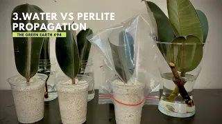 #94 Rubber Plant (Ficus Elastica) Propagation from Cuttings | Indoor Plants | Part 3
