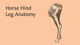 Horse Hind Leg Anatomy | AnatomyStuff