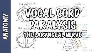 Laryngeal Nerve Palsy or Paralysis (Anatomy, physiology, classification, causes, pathophysiology)