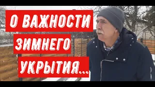 О важности укрытия винограда на зиму