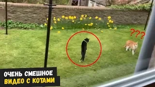 Смешные кошки и Смешные коты - видео обзор котов с летающим ёжиком #2 (2019)