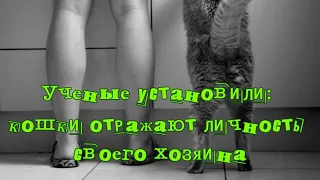 Кошки отражают личность своего хозяина Cats reflect the personality of their owner