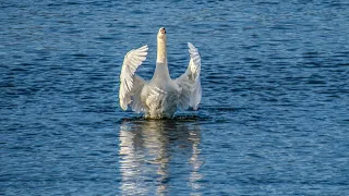 Птицы, прилетевшие из рая/  Birds That Came From Paradise