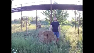 Моя поездка в Парк Львов Тайган / My travel to the Lions Park Taigan