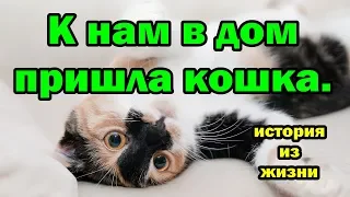 Пришла чужая кошка. К чему бы это?