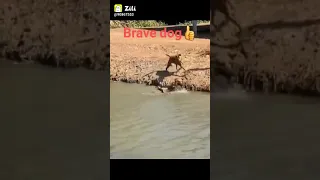 The brave dog 🐕 fiting back with crocodile 🐊