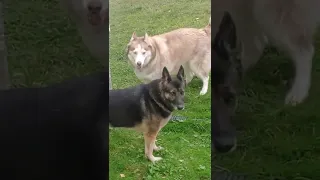 Husky tries to get german shepherd to play with him