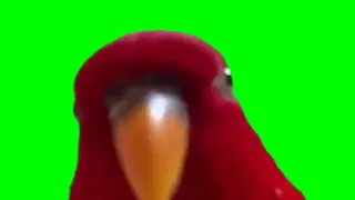 red bird laughing meme green screen