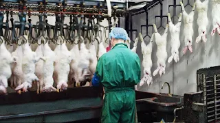 I was SHOCKED When See This Rabbit Meat Processing Process in Factory, Rabbit Farming & Harvesting